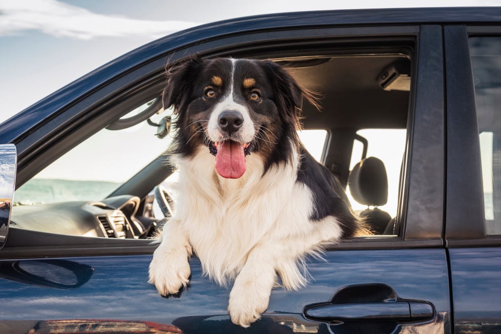how to keep your pet cool