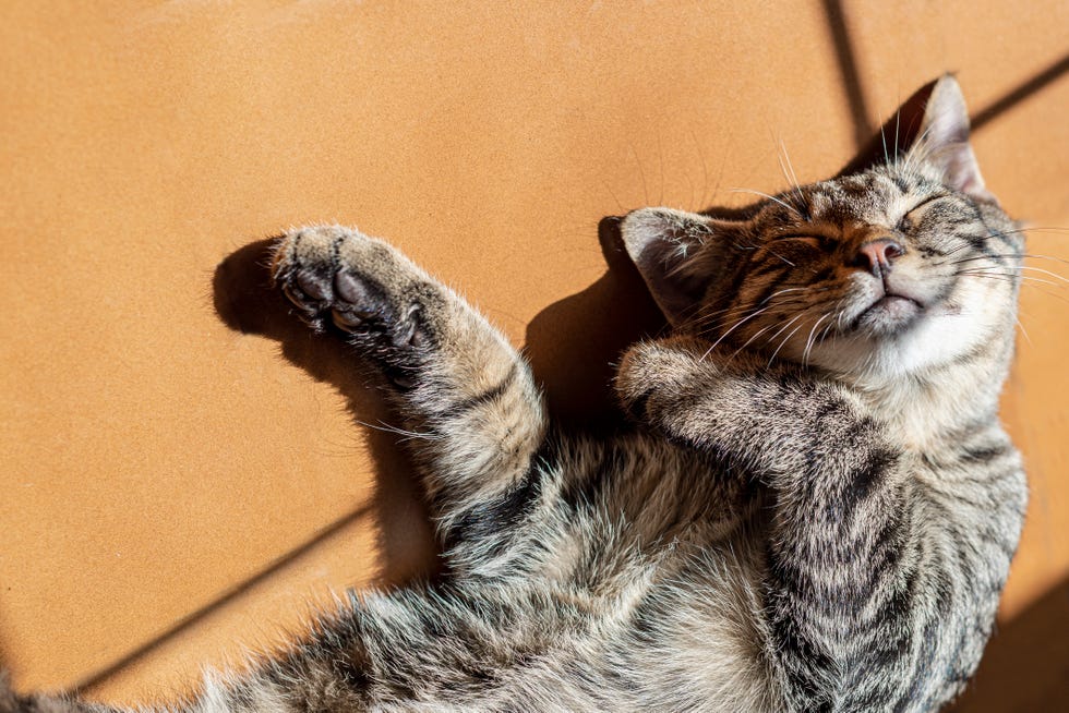 how to keep your pet cool