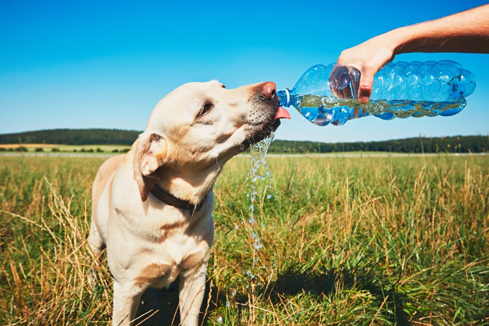 how to keep your pet cool