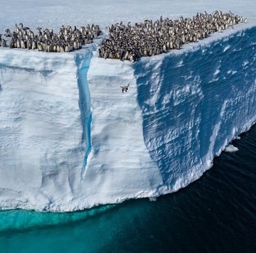 groep pinguïns op hoge klif