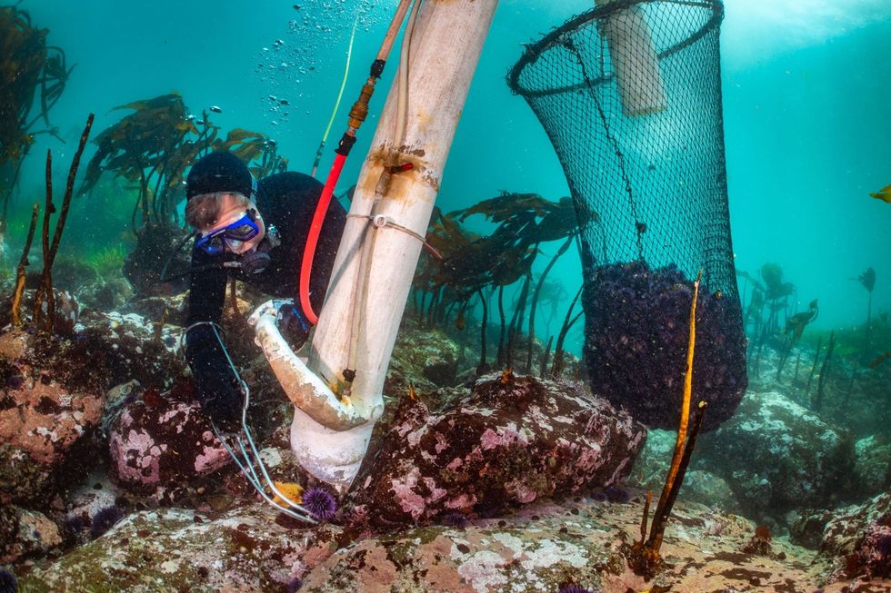 Jon Holcomb een gepensioneerd visser gebruikt zijn onderwaterzuiger om paarse zeeegels van de zeebodem op te zuigen