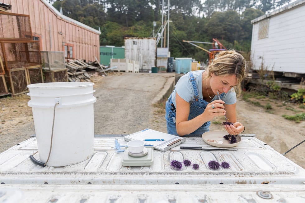 Bij Fort Bragg Californi onderzoekt Tristin McHugh hoofd van het kelpprogramma van The Nature Conservancy de gezondheid van zeeegels die zijn gevangen door commercile vissers De gegevens die zij verzamelt kunnen van belang zijn voor toekomstige pogingen om de kelpwouden te redden