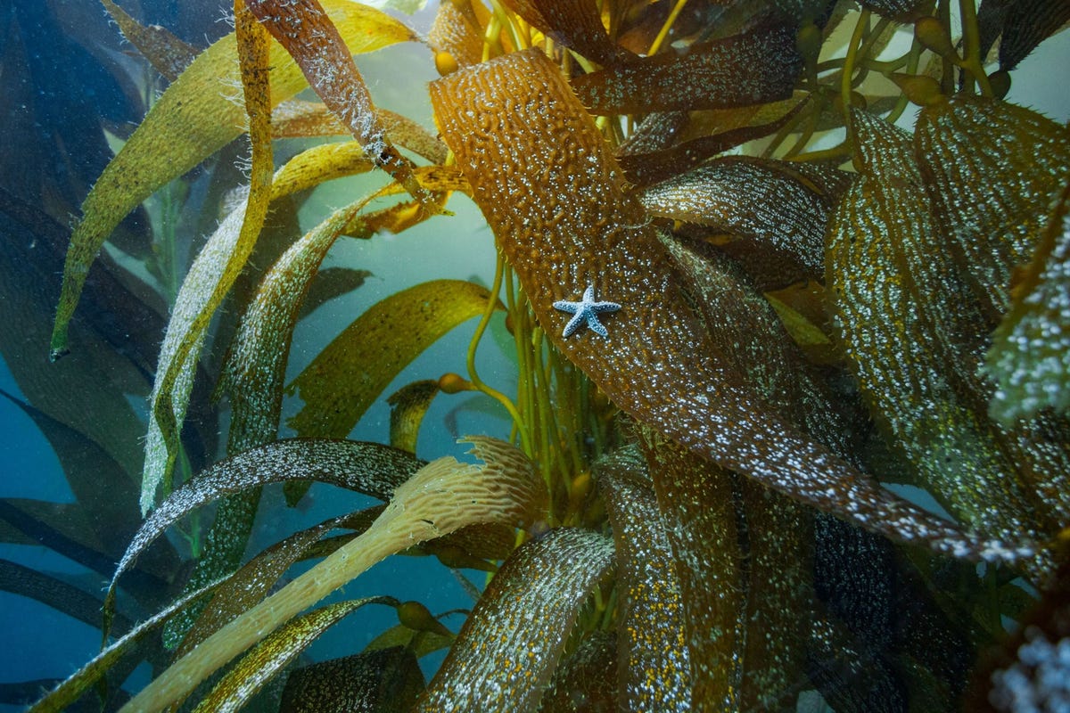 Een okerzeester Pisaster ochraceus probeert zich aan te passen aan de omgeving van een kelpwoud voor de kust van Point Loma Californi Alle twintig soorten zeesterren die inheems zijn langs de westkust van NoordAmerika zijn getroffen door massale sterfte die in 2013 begon