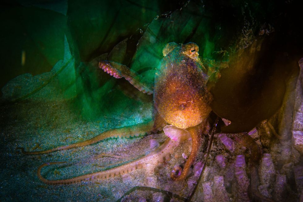 In wateren voor de kust van San Diego gebruikt een octopus een afgevallen kelpblad om zich te verschuilen terwijl hij een van zijn tentakels uitstrekt naar langs zwemmende vissen