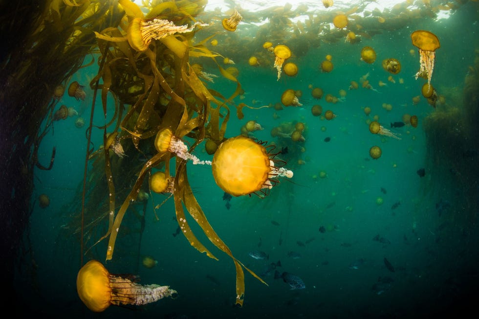 Pacifische schijfkwallen Chrysaora fluscescens zwemmen in een woud van stierkelp voor de kust van Carmel Californi