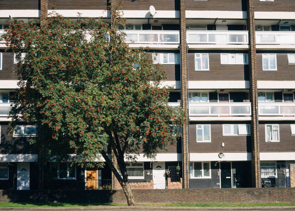 Voor een appartementencomplex in East London groeit een lijsterbes Met de bessen daarvan kun je heerlijke jam maken