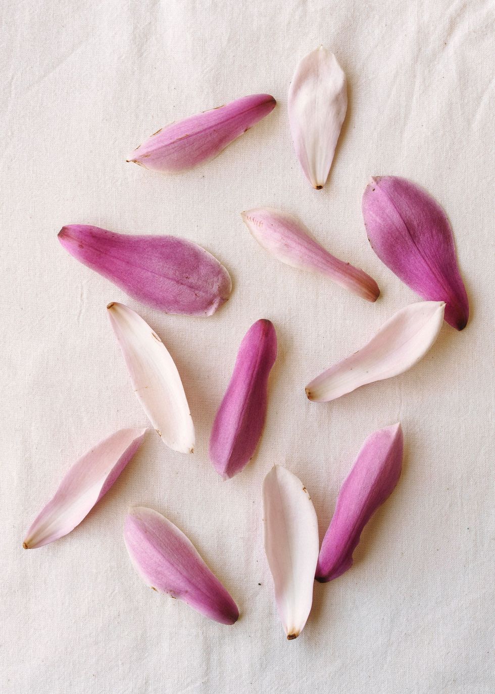 De grote naar citroen smakende bloemblaadjes van de magnolia kunnen worden ingelegd voor de lekkerste smaak