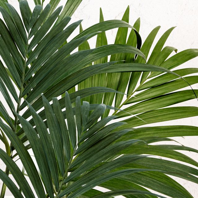 kentia palm  howea forsteriana