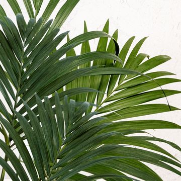 kentia palm  howea forsteriana