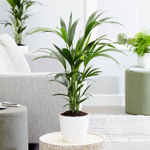 kentia palm in the home