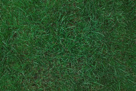 types of grass, the most popular types of lawn grass,  what type of grass to grow