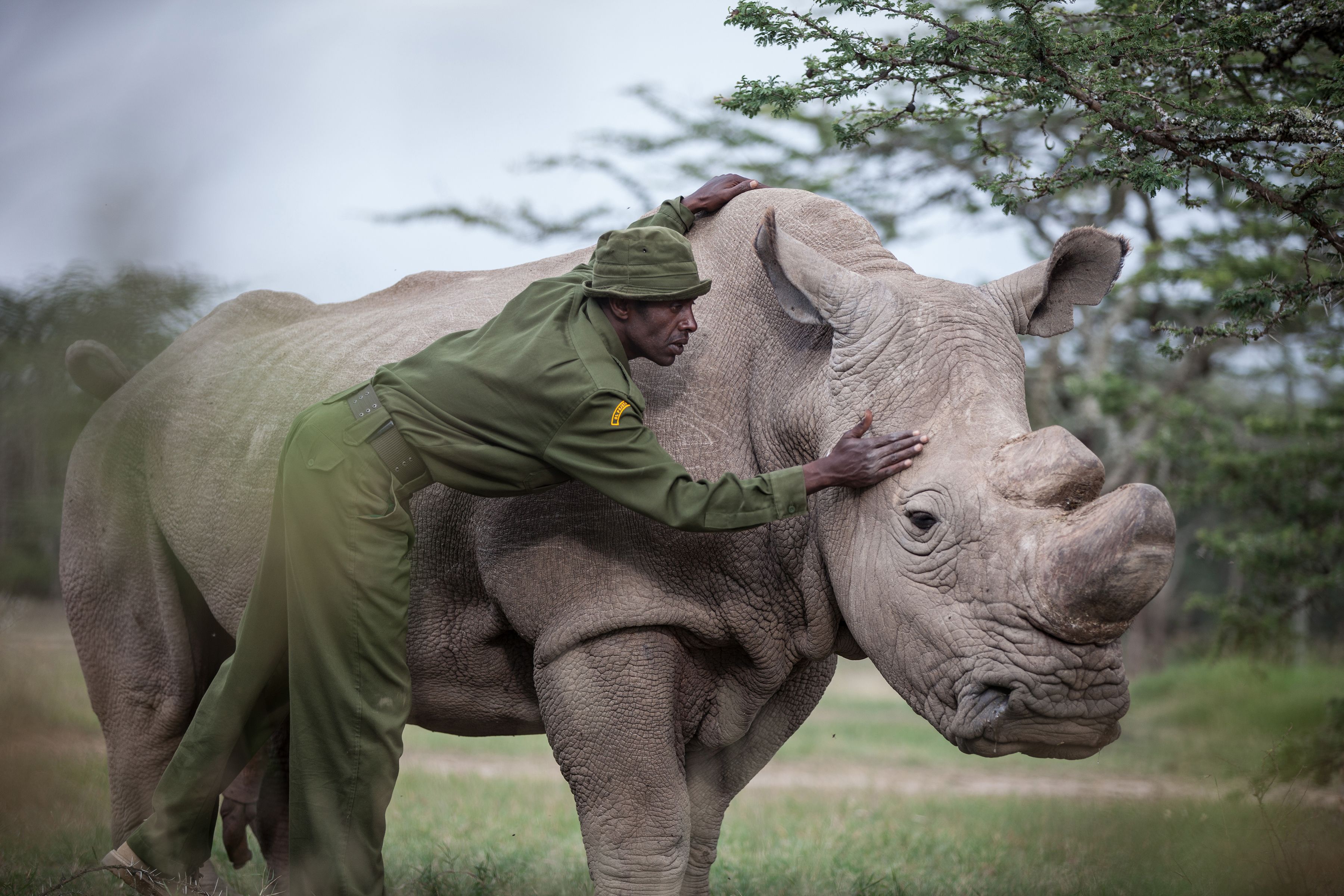 The Bioengineering Gambit to Save the Northern White Rhino