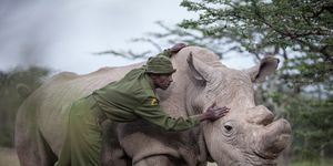 almost the end for kenya's northern white rhino
