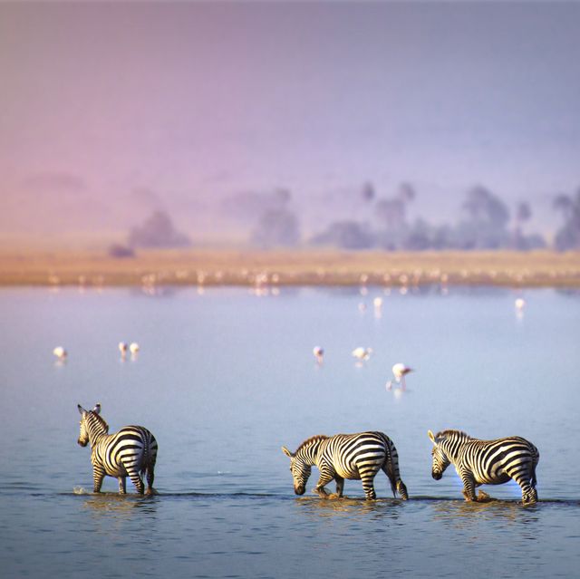 beautiful atmospheric mood of zebra crossing the lake at amboseli, kenya with background of flamingo