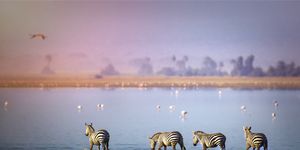 beautiful atmospheric mood of zebra crossing the lake at amboseli, kenya with background of flamingo