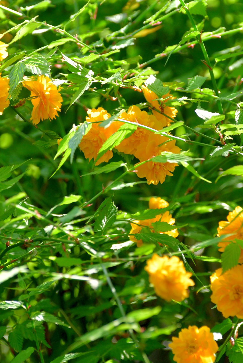 kerria japonica / japanese kerria / japanese rose
