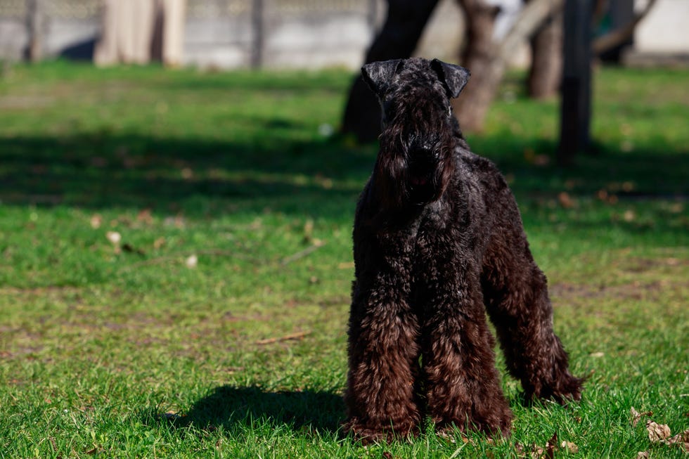 6 Irish Dog Breeds And Their Histories