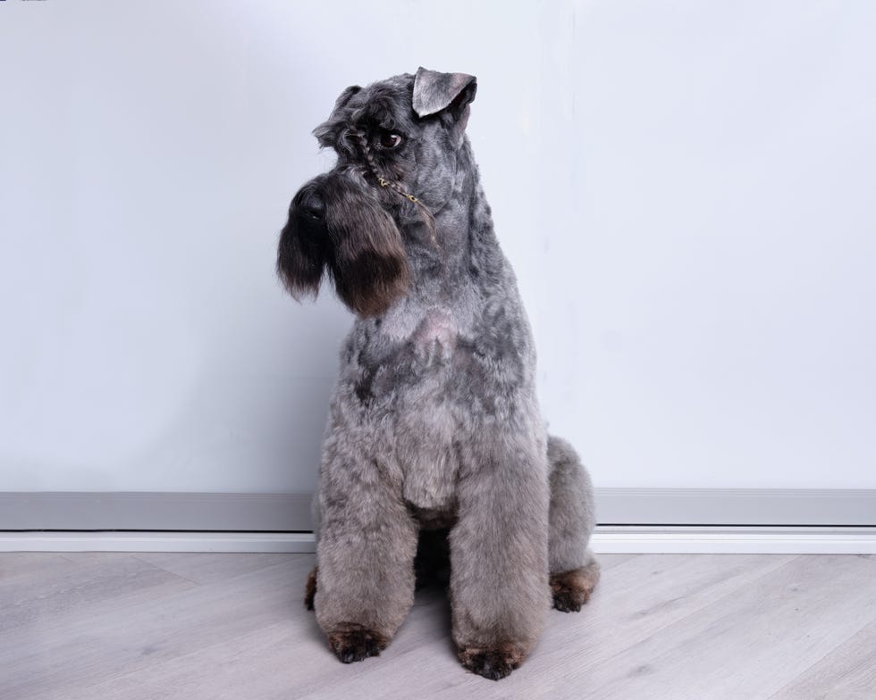 kerry blue terrier