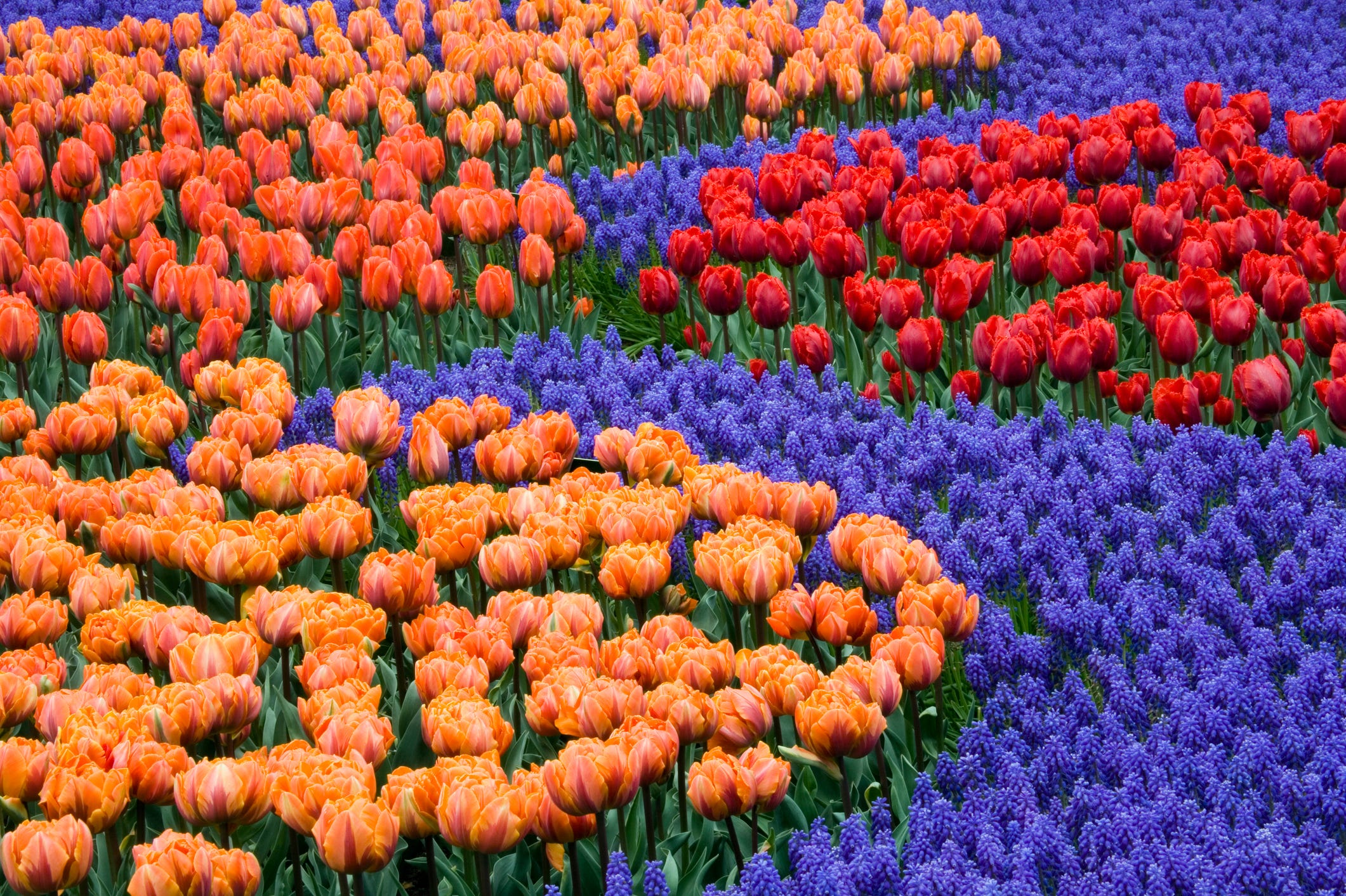 Tulip fields Netherlands