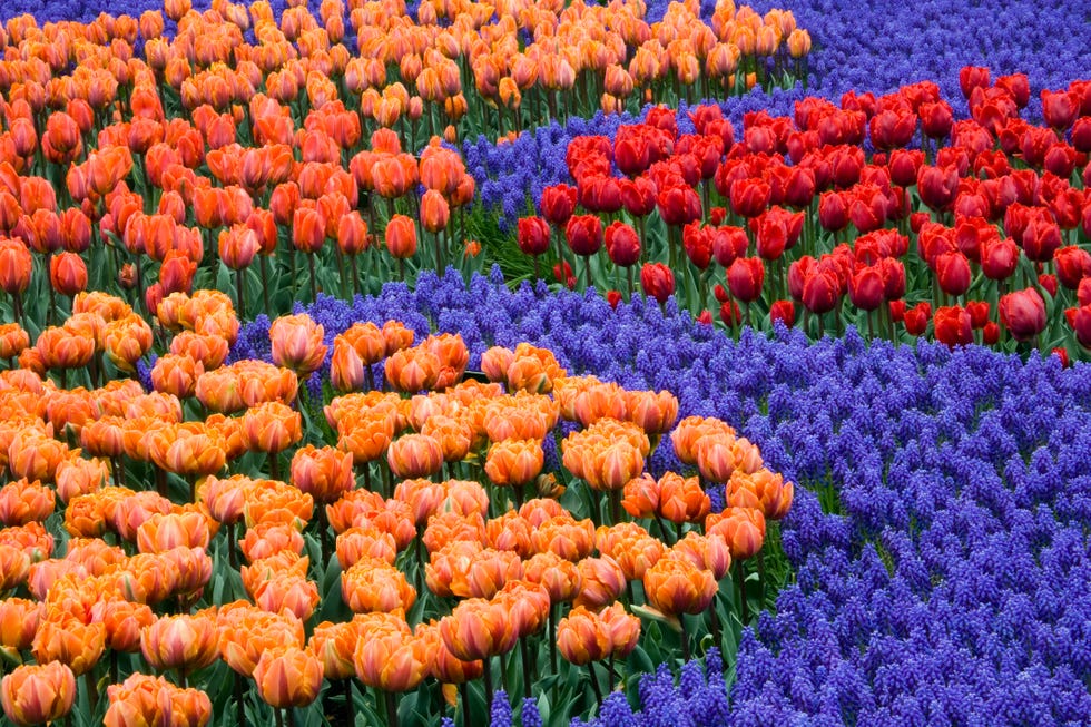 Tulip fields Netherlands