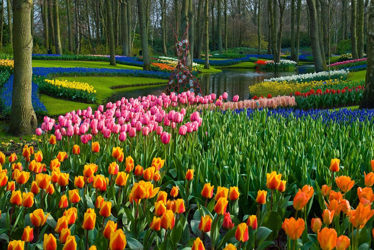 Van 21 maart tot en met 10 mei produceren de zeven miljoen bloembollen van De Keukenhof spectaculair gekleurde velden vol bloemen