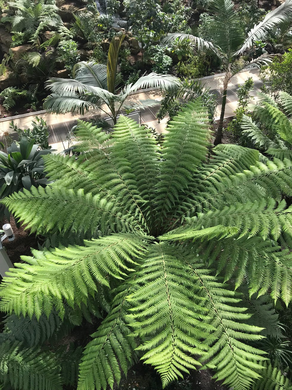 Kew Gardens London - Inside The Newly-Restored Temperate House
