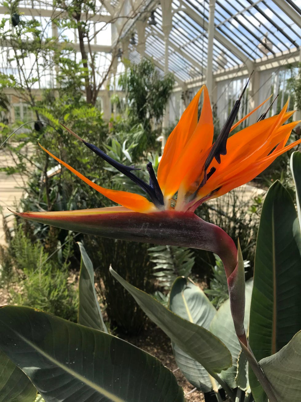 Kew Gardens London - Inside The Newly-Restored Temperate House