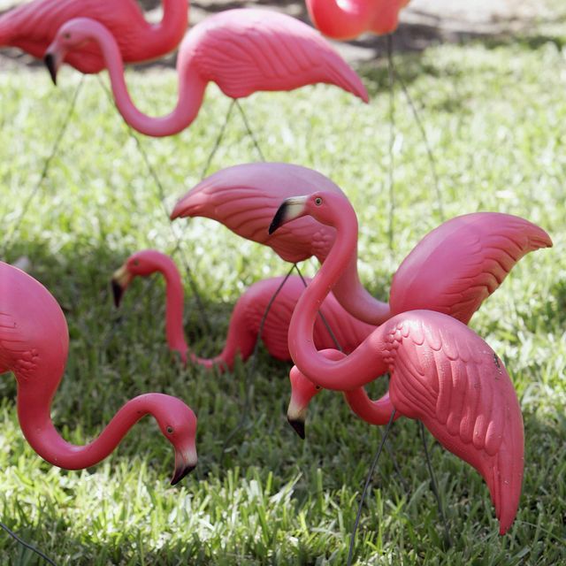 Plastic pink flamingos are seen in the y