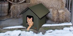 cat in heated house