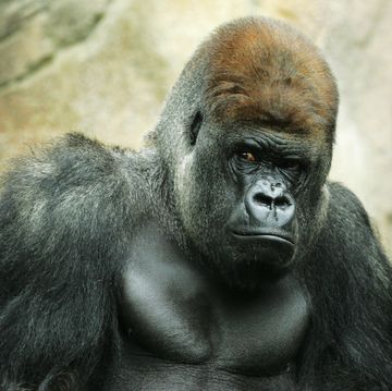 een zilverrug gorilla