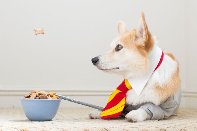 corgi dog in hogwarts style wizard student costume with tie, blazer, and wand watching a floating treat