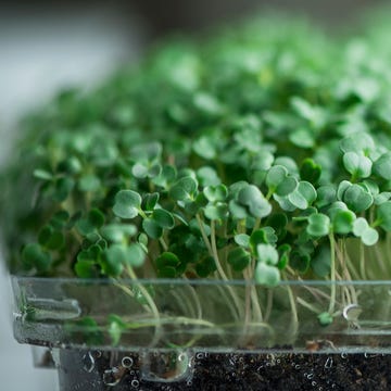 kids garden projects grow windowsill microgreens