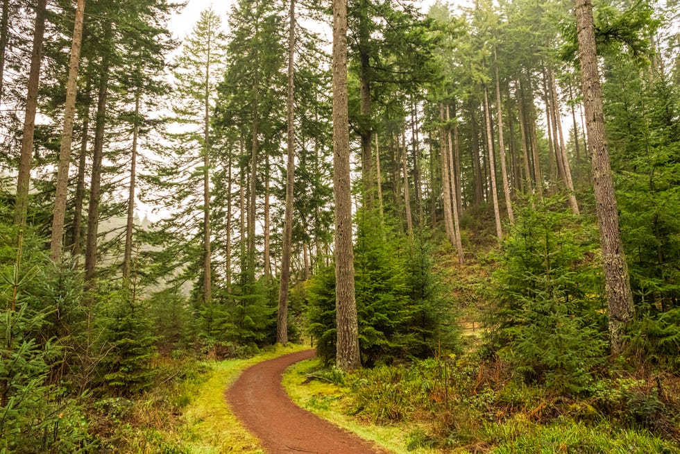 a trail running through kielder forest