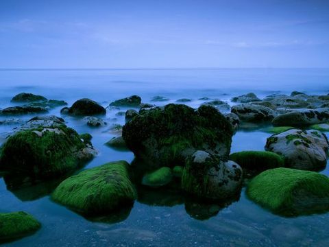 Bij laag tijd worden de met mos begroeide rotsen zichtbaar bij het strand van Killiney in Dublin County De stad Killiney heeft exclusieve wijken waar Ierse beroemdheden wonen zoals de rockster Bono zangeres Enya en zanger Van Morrison