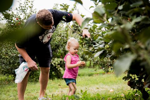 father and little girl picking apples in orchard