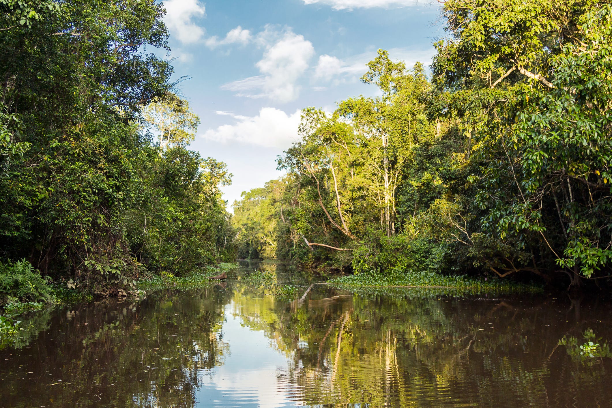 Borneo tours - Borneo orangutan tour