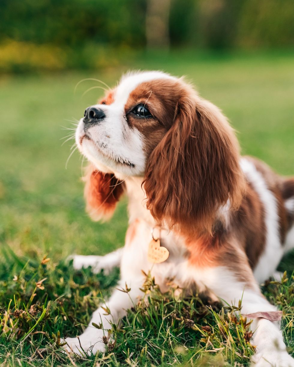 portrait of king charles spaniel puppy on green grass background