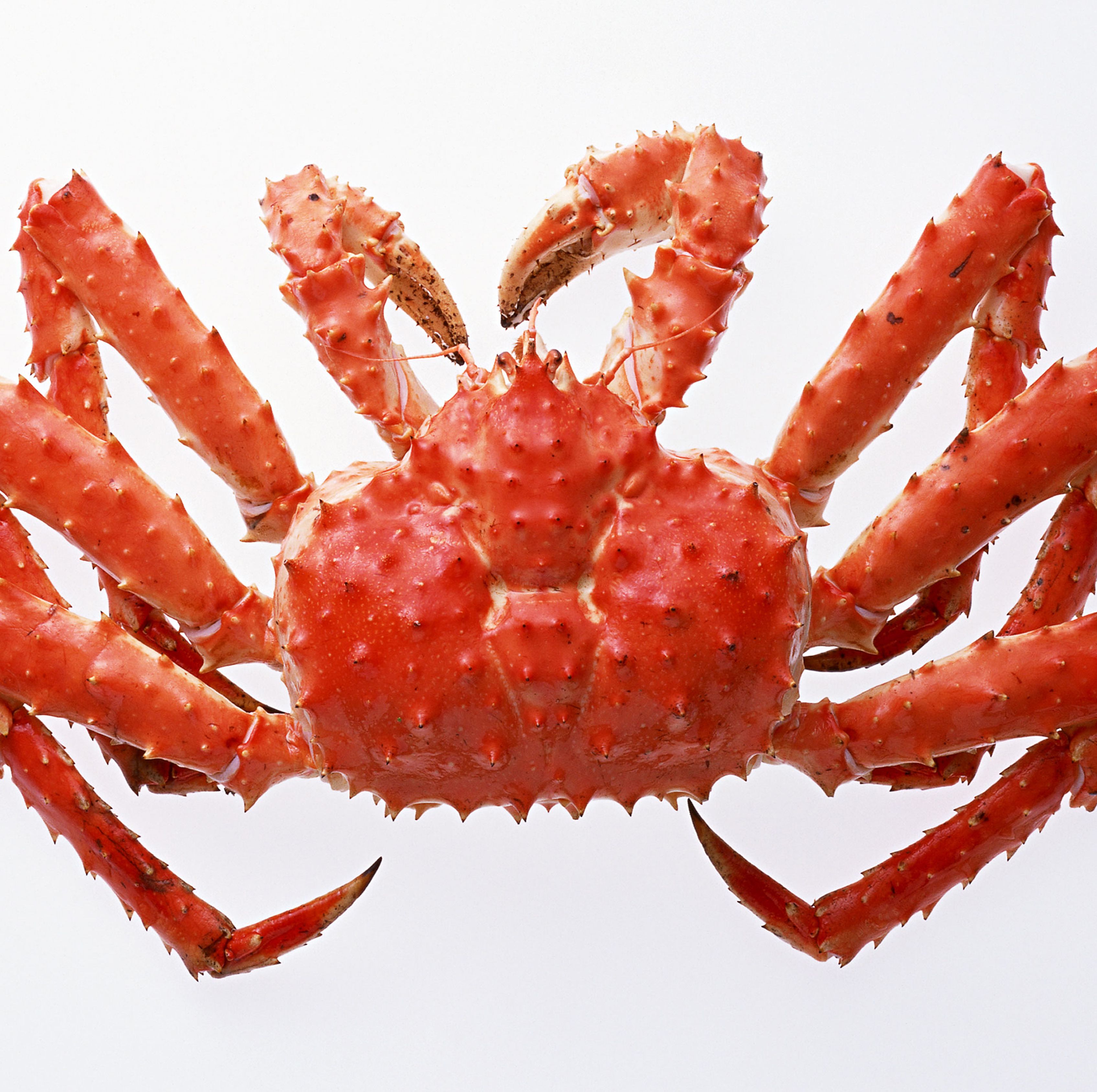 Sorry, You Might Not Get Your Crab Dinner, Because a Billion Crabs Have Gone Missing