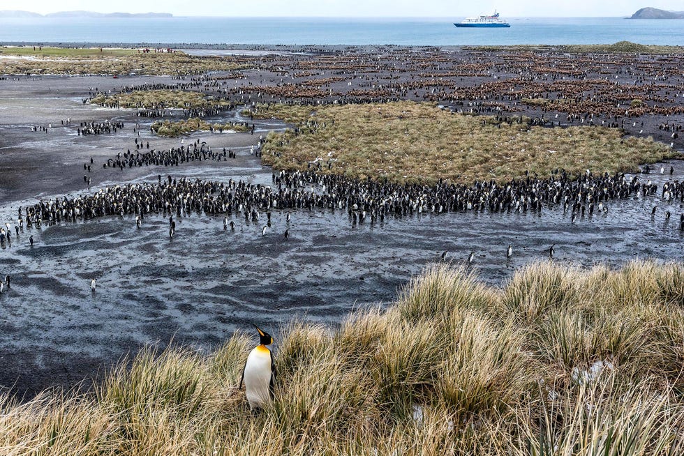 Men zegt dat er tijdens het piekseizoen op het eiland ZuidGeorgia dat zich in de buurt van het Antarctisch schiereiland bevindt meer wilde dieren per vierkante meter zijn dan waar ook ter wereld