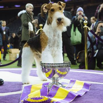 Cute Dog Pictures King the Wire Fox Terrier Best in Show 143rd Westminster