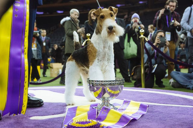 Cute Dog Pictures King the Wire Fox Terrier Best in Show 143rd Westminster