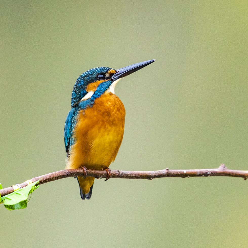 bird