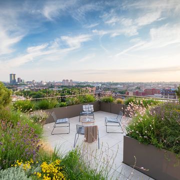 kings cross roof terrace garden designer emily erlam studio