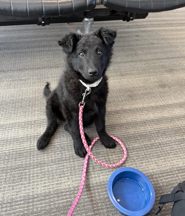 Kira at the Atlanta Airport