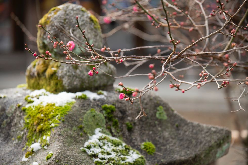 京都　北野天満宮　蕾を持つ桃の木