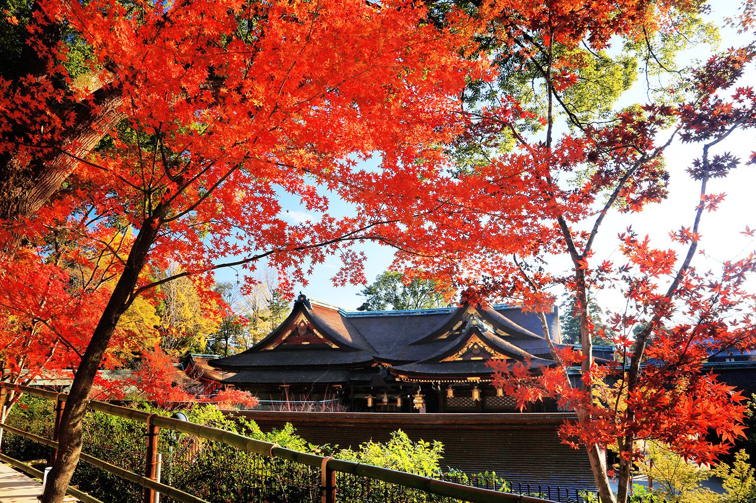 京都の紅葉スポットおすすめ3選。歴史ある社寺の紅葉巡り