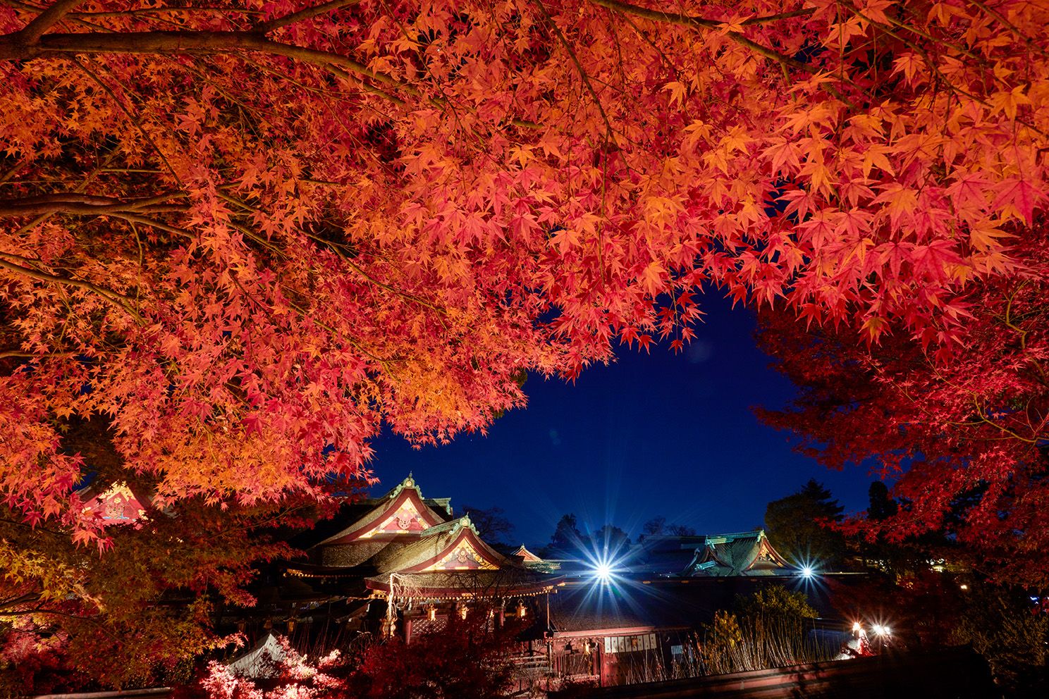 京都の紅葉スポットおすすめ3選。歴史ある社寺の紅葉巡り