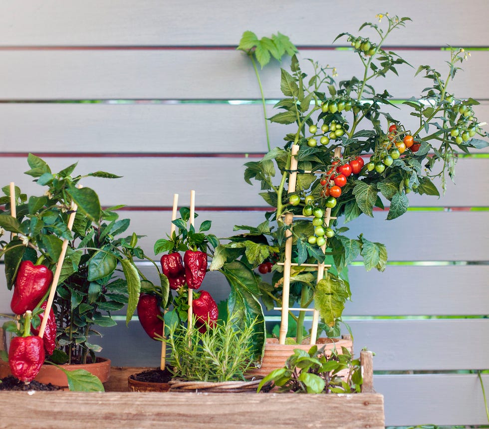 vegetables in pots