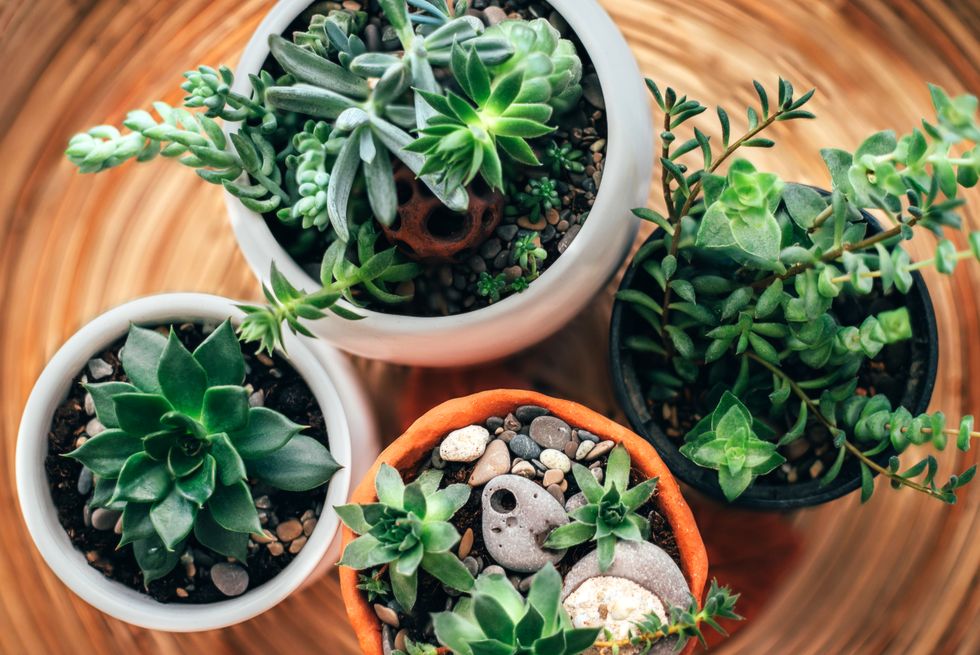 kitchen windowsill with home plants against window.