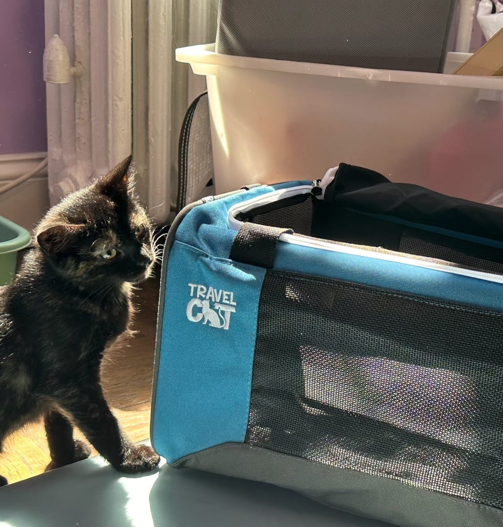 a tortoiseshell kitten looks at her travel cat cat carrier, part of a good housekeeping story on what to look for when buying a cat carrier